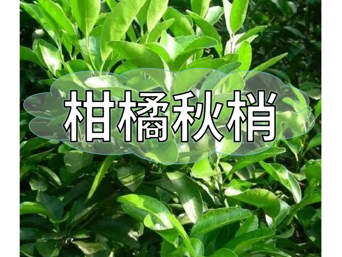 秋梢放不出怎么辦？如何放出健壯秋梢？