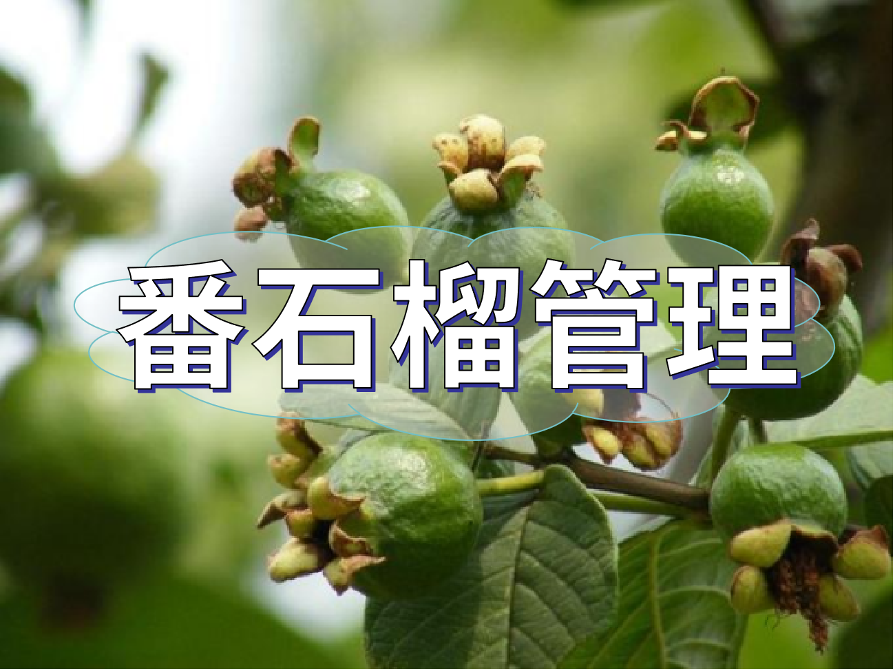 番石榴花少果少，連續開(kāi)花坐果期這套方案提高產(chǎn)量