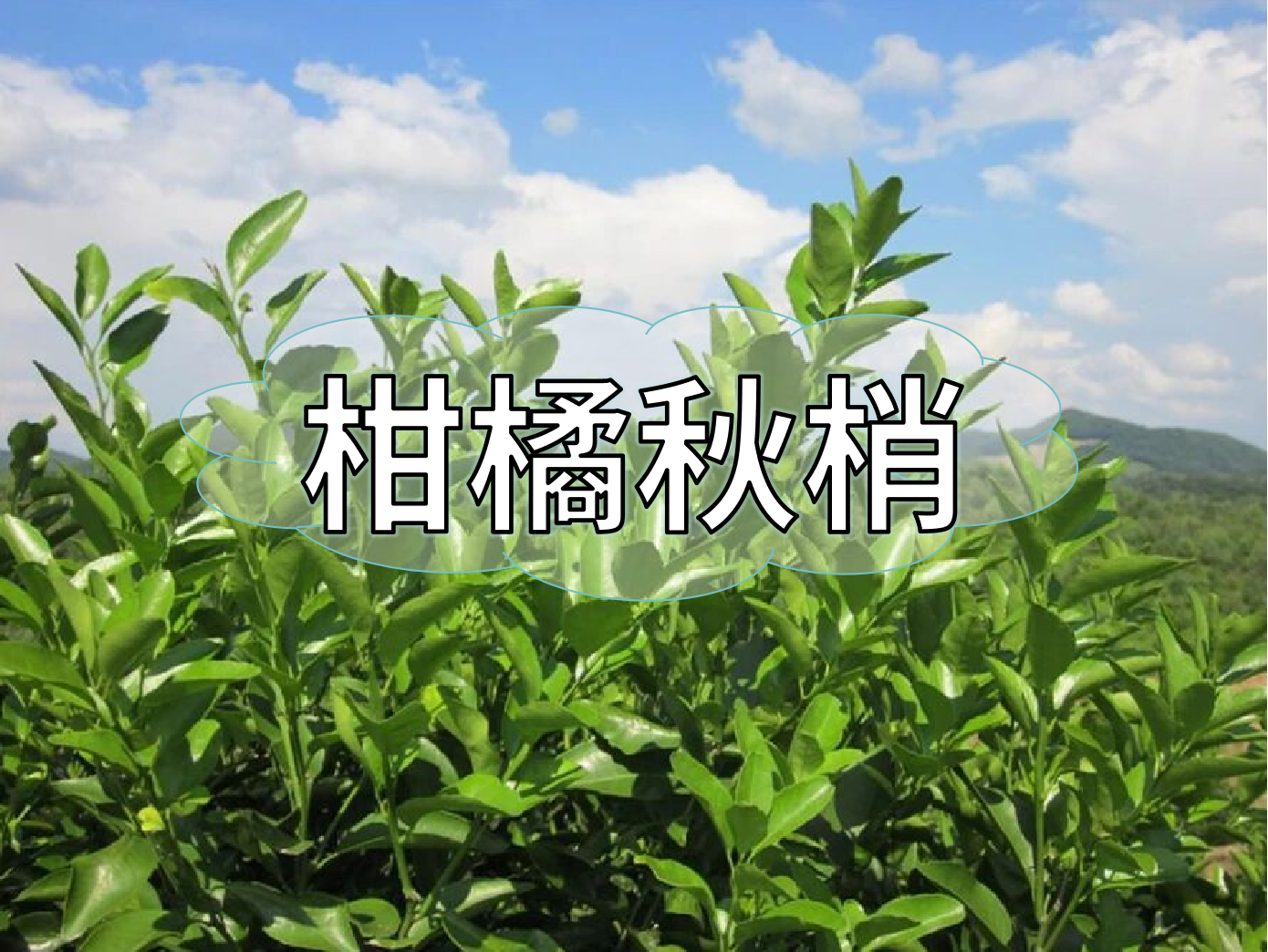 <i style='color:red'>柑橘秋梢</i>不老熟？別慌！這樣促熟保豐收