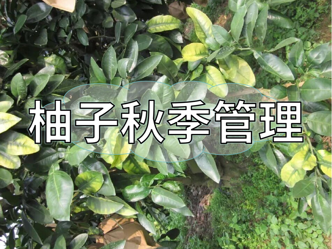 柚子采前增甜提質(zhì)、采后養樹(shù)促花，兩步搞定