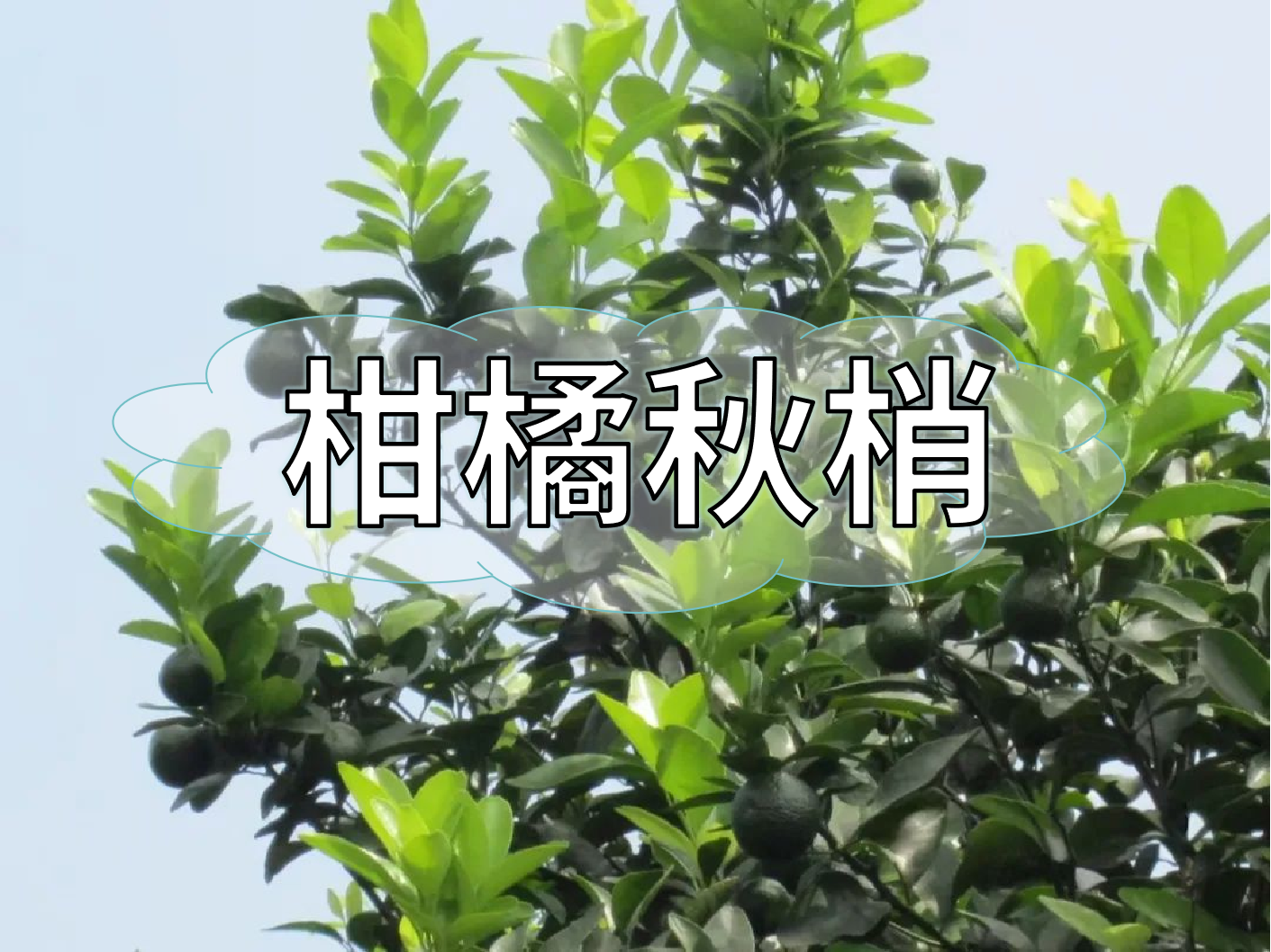 柑橘秋梢管理痛點(diǎn)，三招培育健壯結果母枝