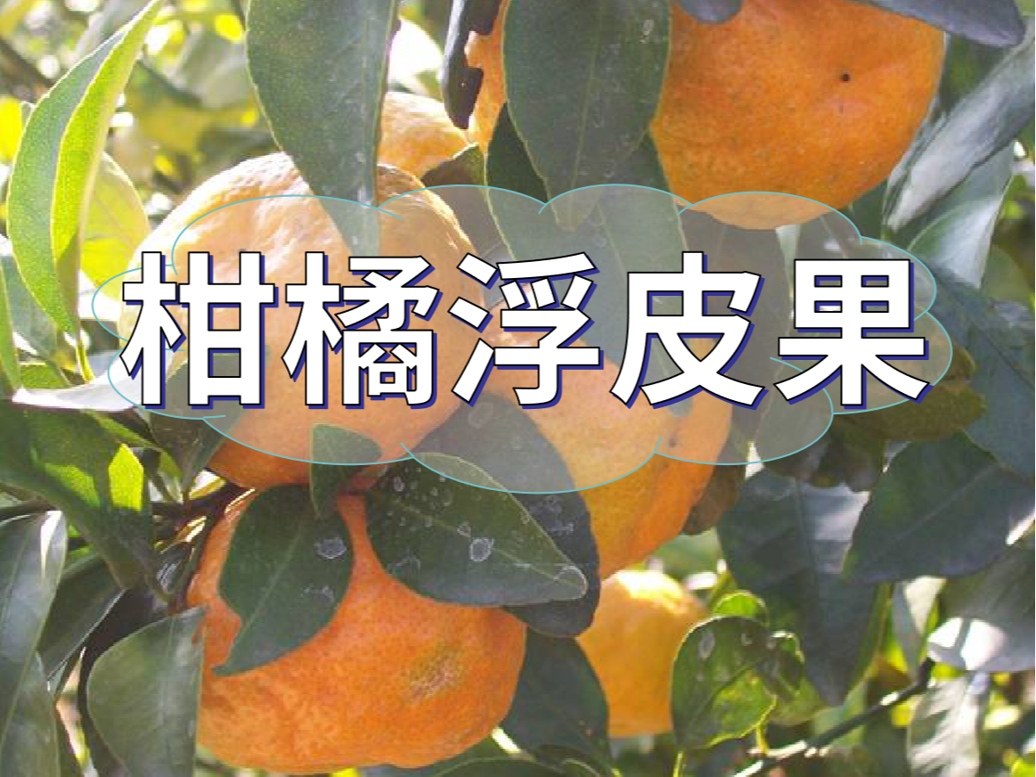 柑橘浮皮果的原因和預防措施