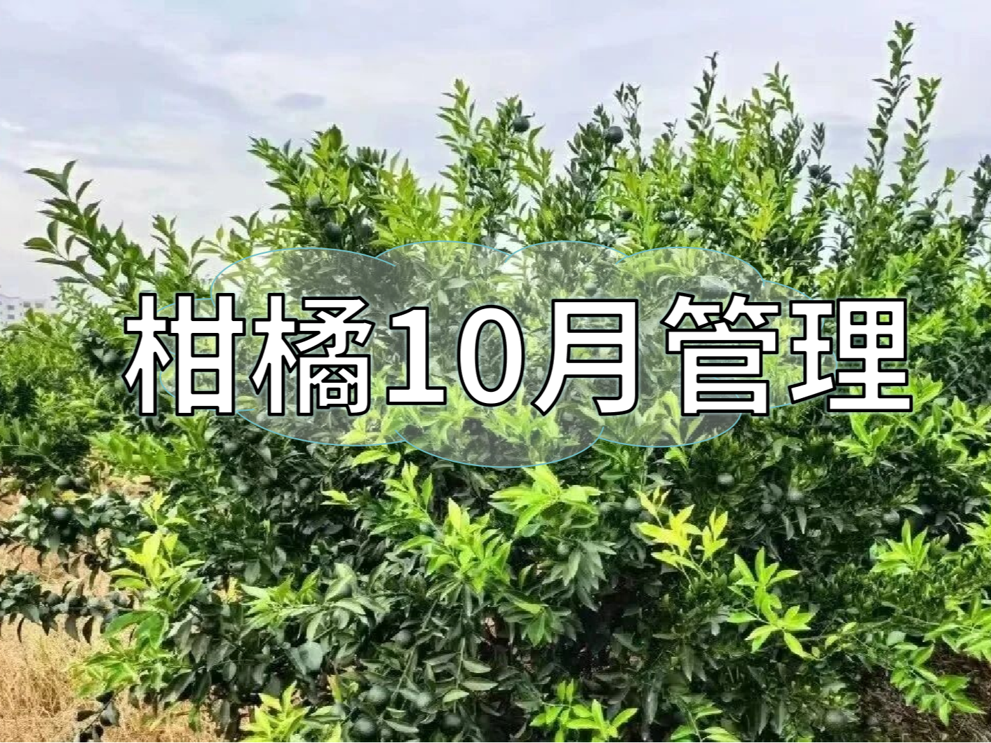 柑橘10月管理：秋梢老熟、促著(zhù)色、促花芽分化