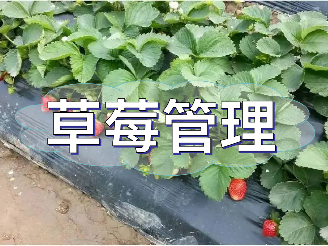 這樣做讓你的草莓品質(zhì)好，產(chǎn)量高！