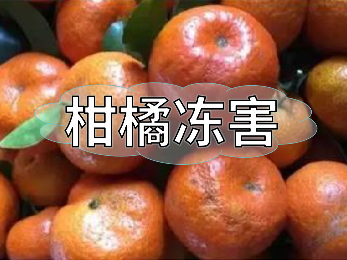 柑橘凍害難恢復，防凍提前做更重要