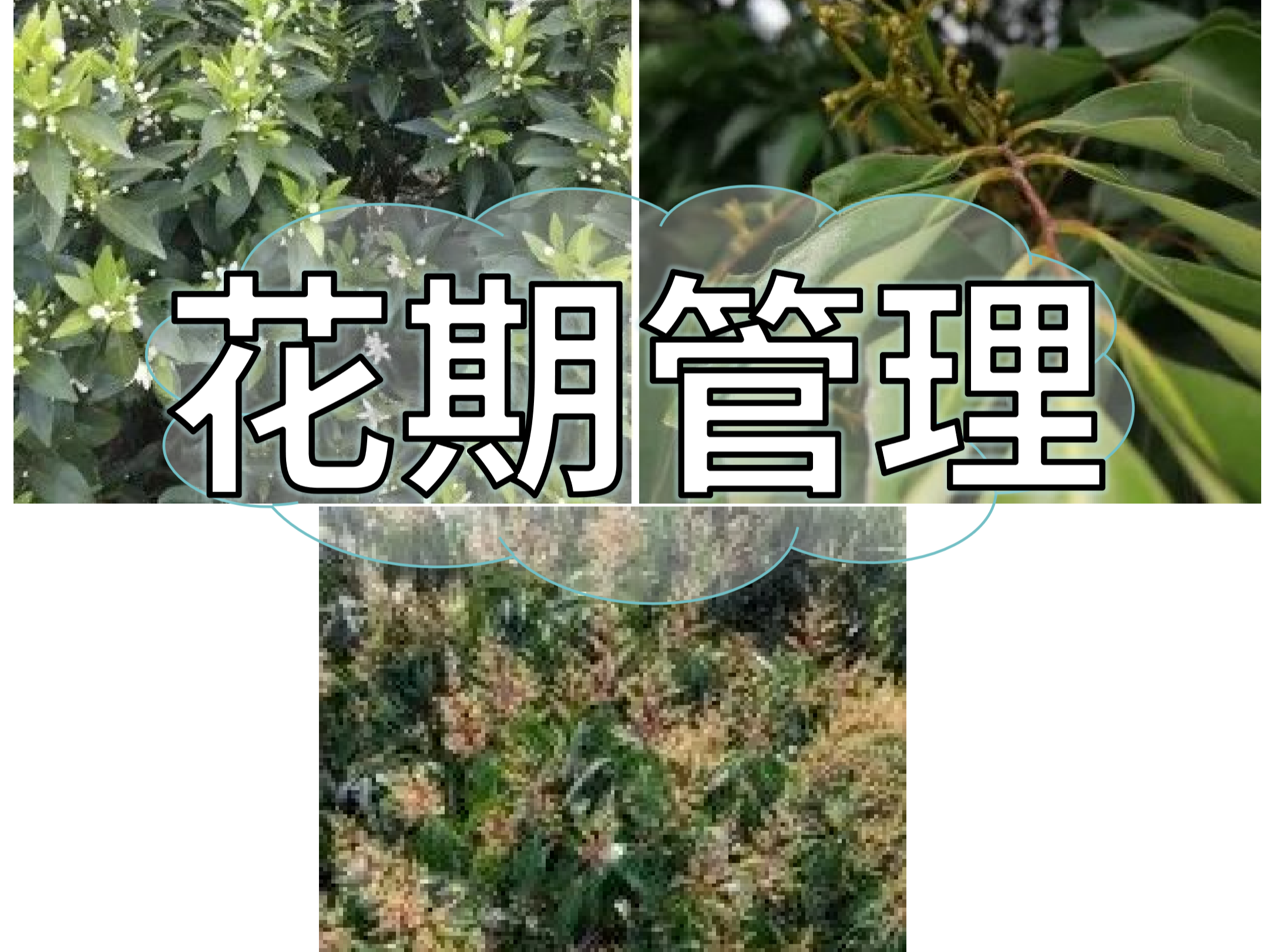 想要今年收成好，首先得促好花壯好花