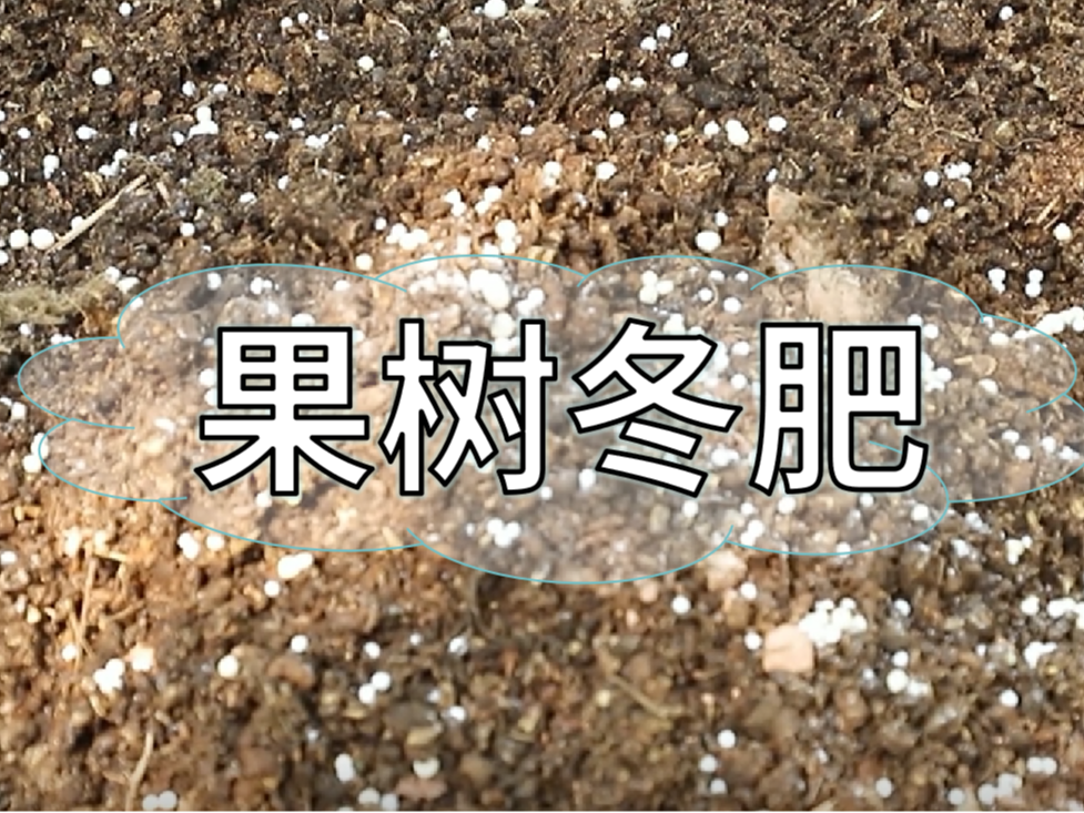 果樹(shù)冬肥要巧施，這樣施肥省錢(qián)又有效