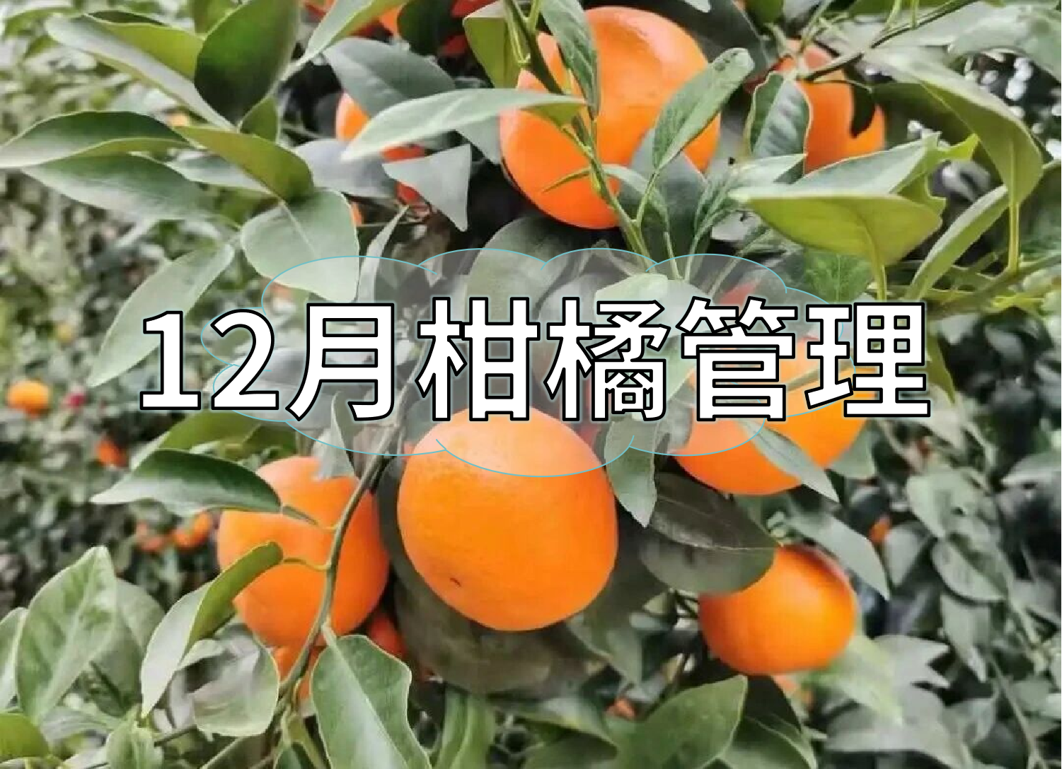 柑橘現(xiàn)在管理要點(diǎn)：著色防凍，保樹(shù)促花防病蟲(chóng)