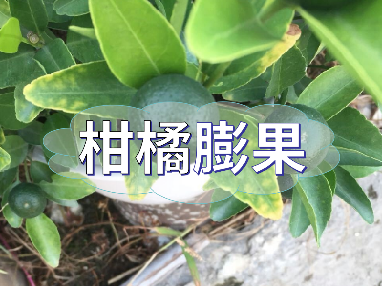 柑橘膨果慢？膨果并非多補鉀這么簡(jiǎn)單！