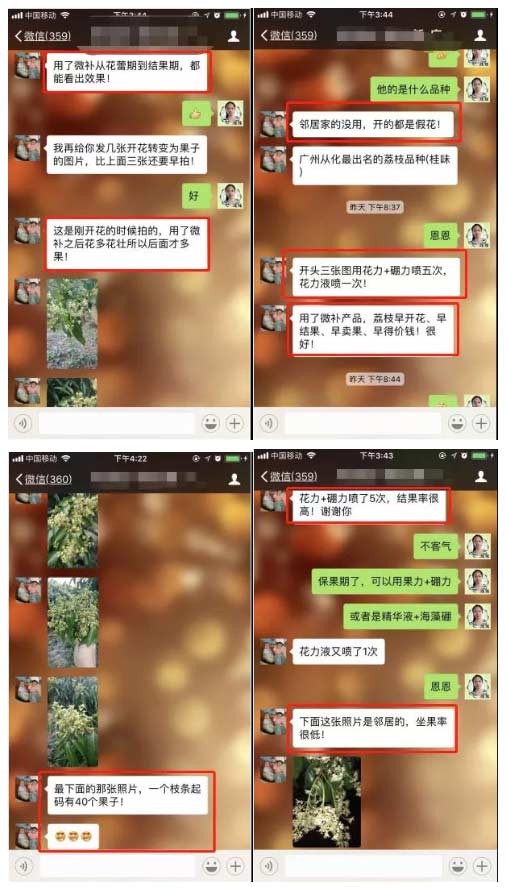 荔枝園連年高產(chǎn)，秘訣在這里