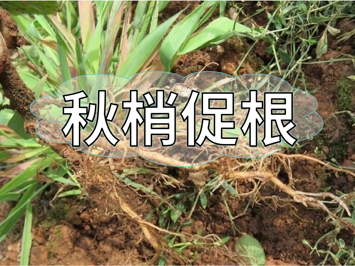 秋季促梢壯梢忙，<i style='color:red'>促根</i>養根才是第一步