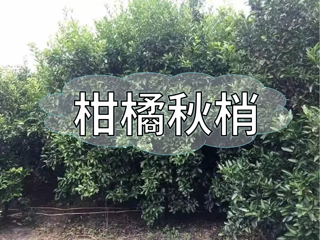 柑橘秋梢老熟期，抓好重點(diǎn)穩今年，保明年