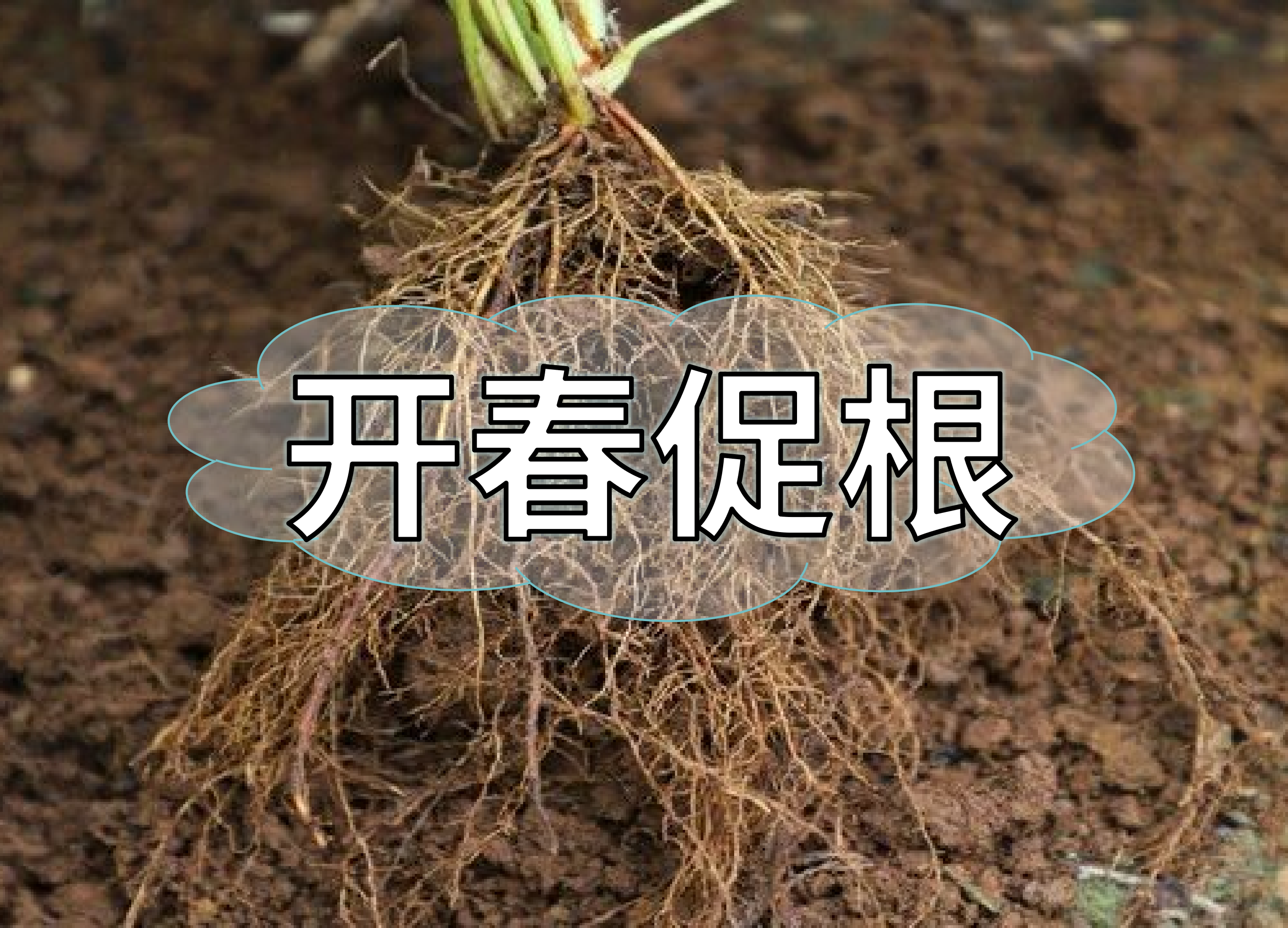 一年之計(jì)在于春，作物促根要認(rèn)真