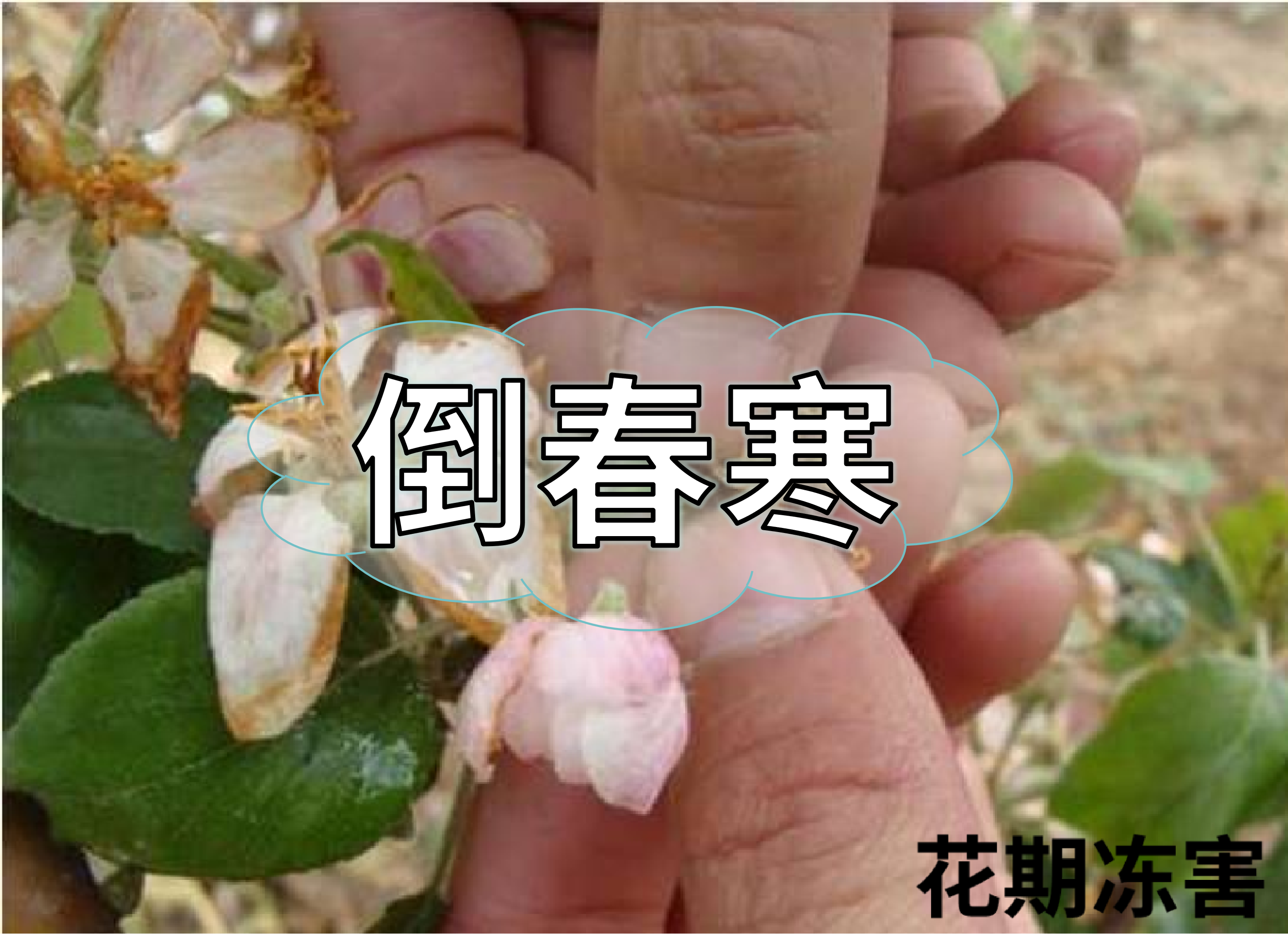 警惕倒春寒，如何預(yù)防倒春寒對(duì)農(nóng)作物的影響？